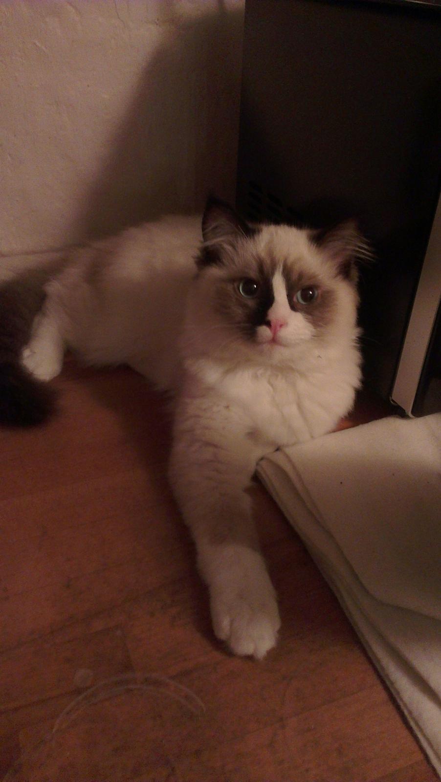 Ragdoll Misser billede 14