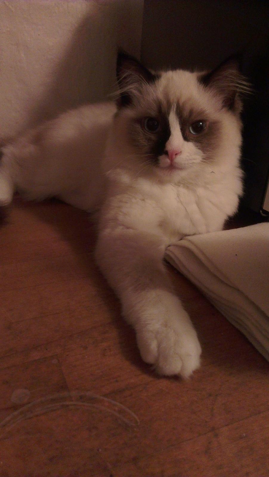 Ragdoll Misser billede 15