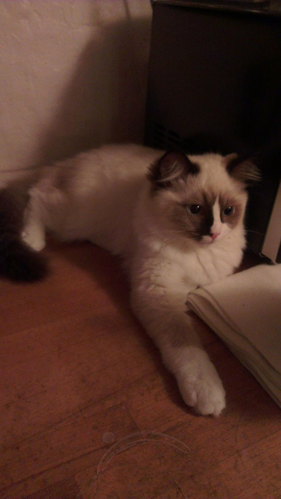 Ragdoll Misser billede 16