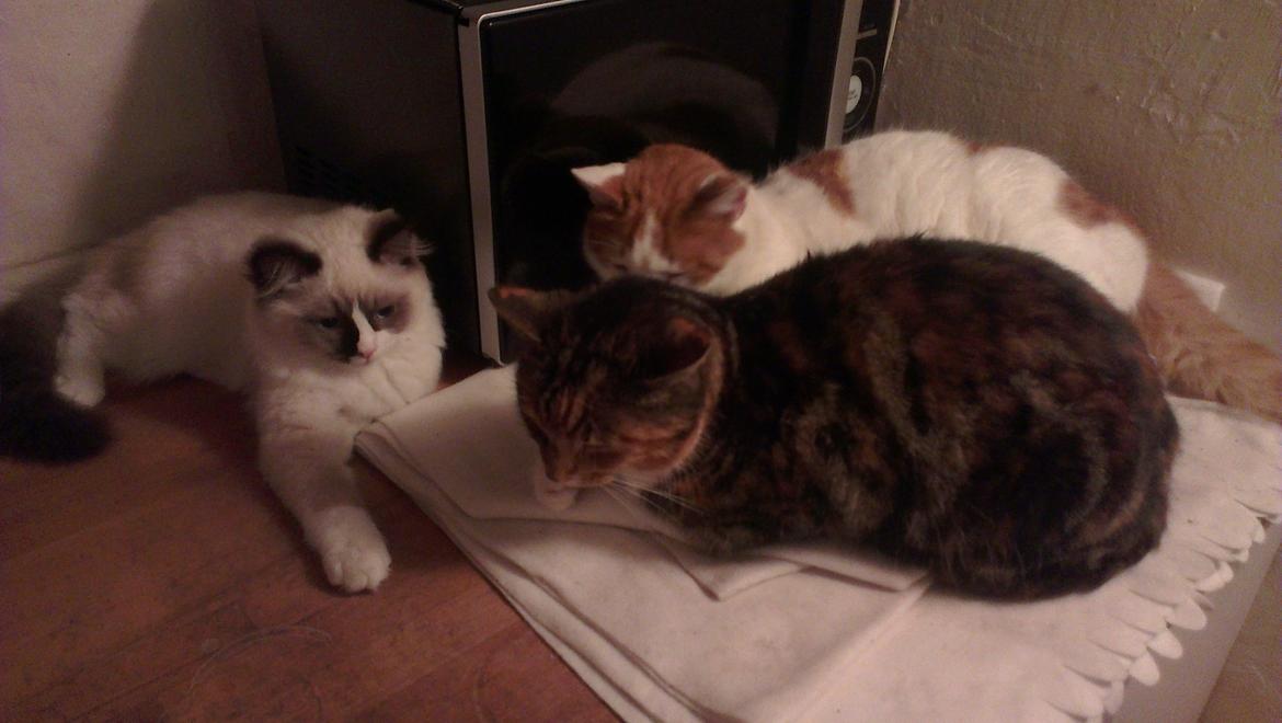 Ragdoll Misser billede 17