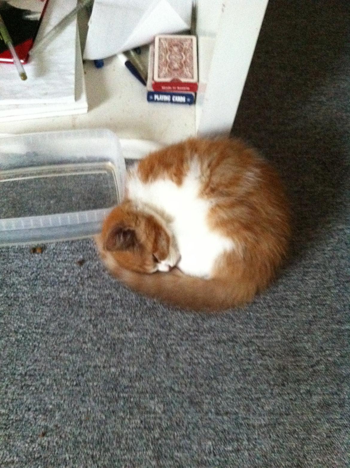 Blanding af racer Mikey billede 2