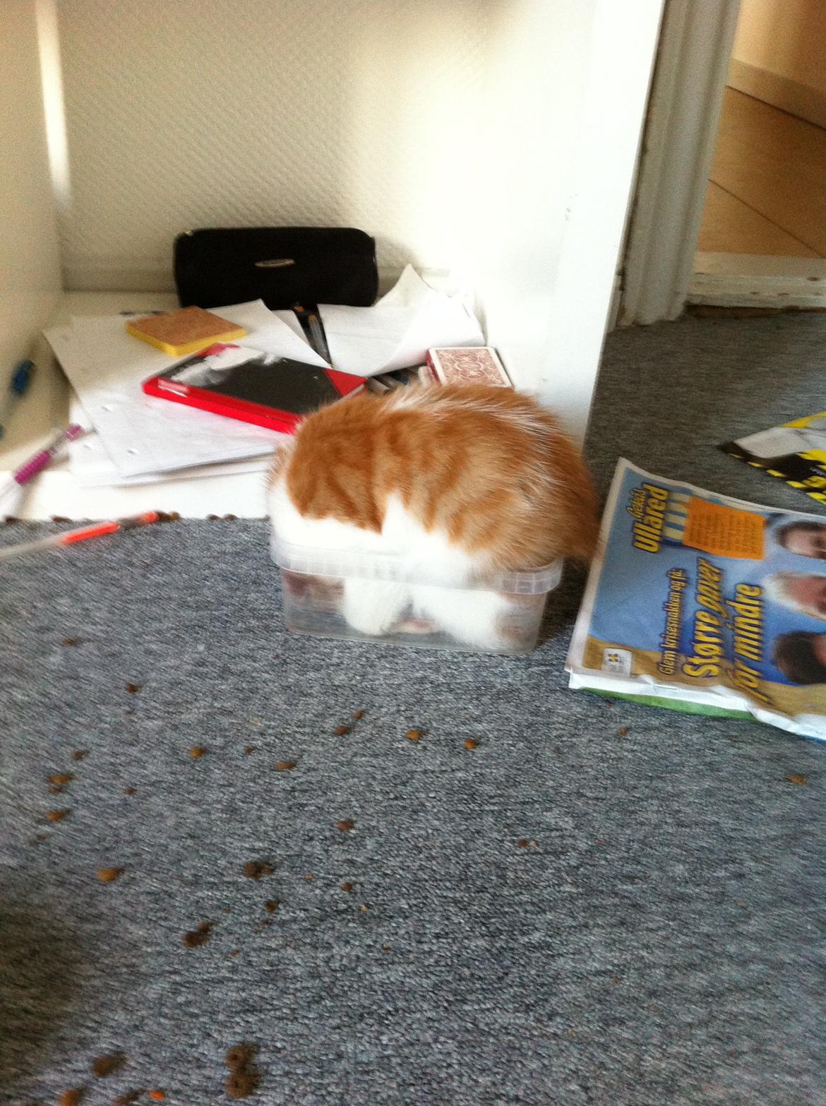 Blanding af racer Mikey billede 3