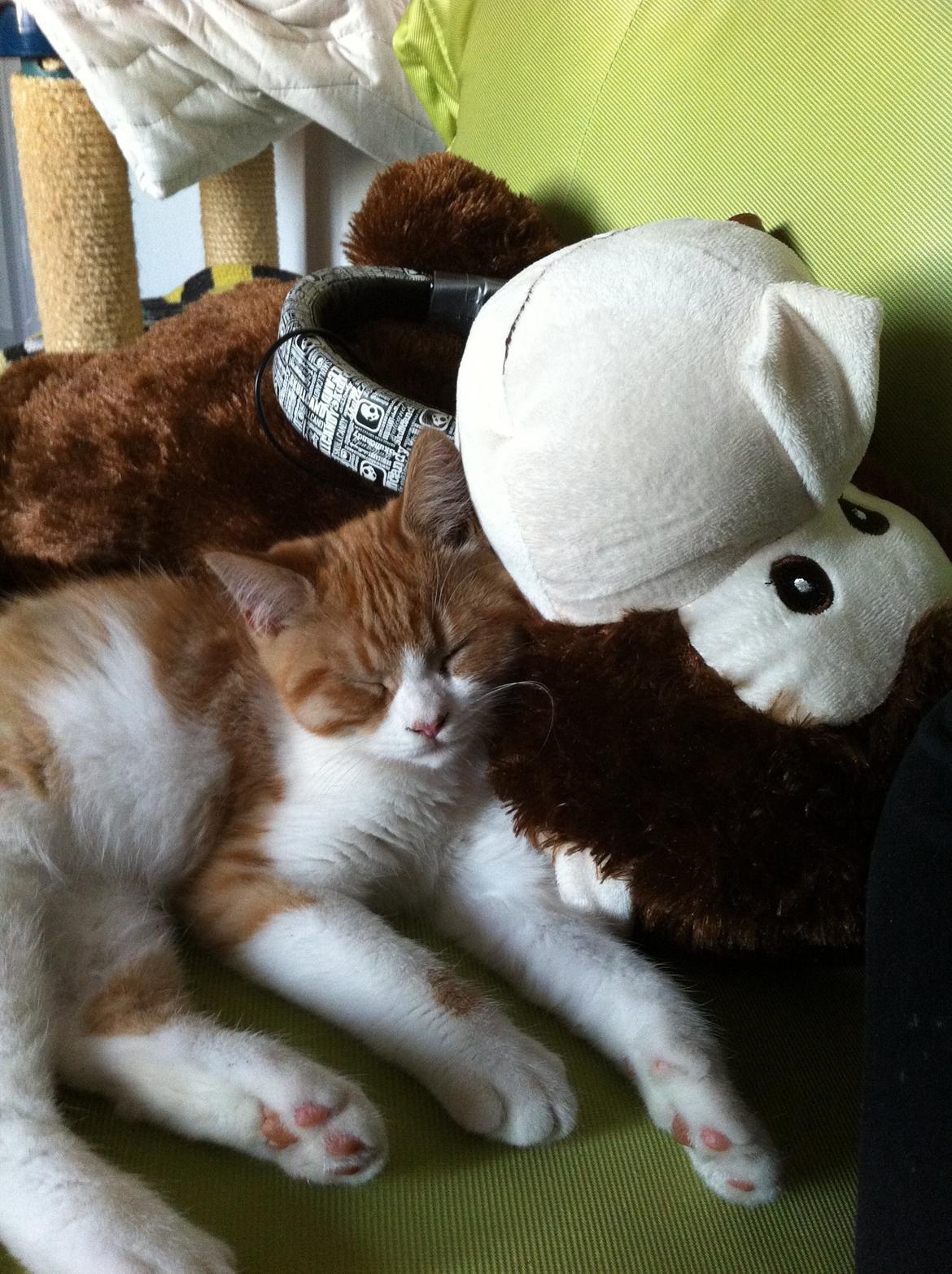 Blanding af racer Mikey billede 4