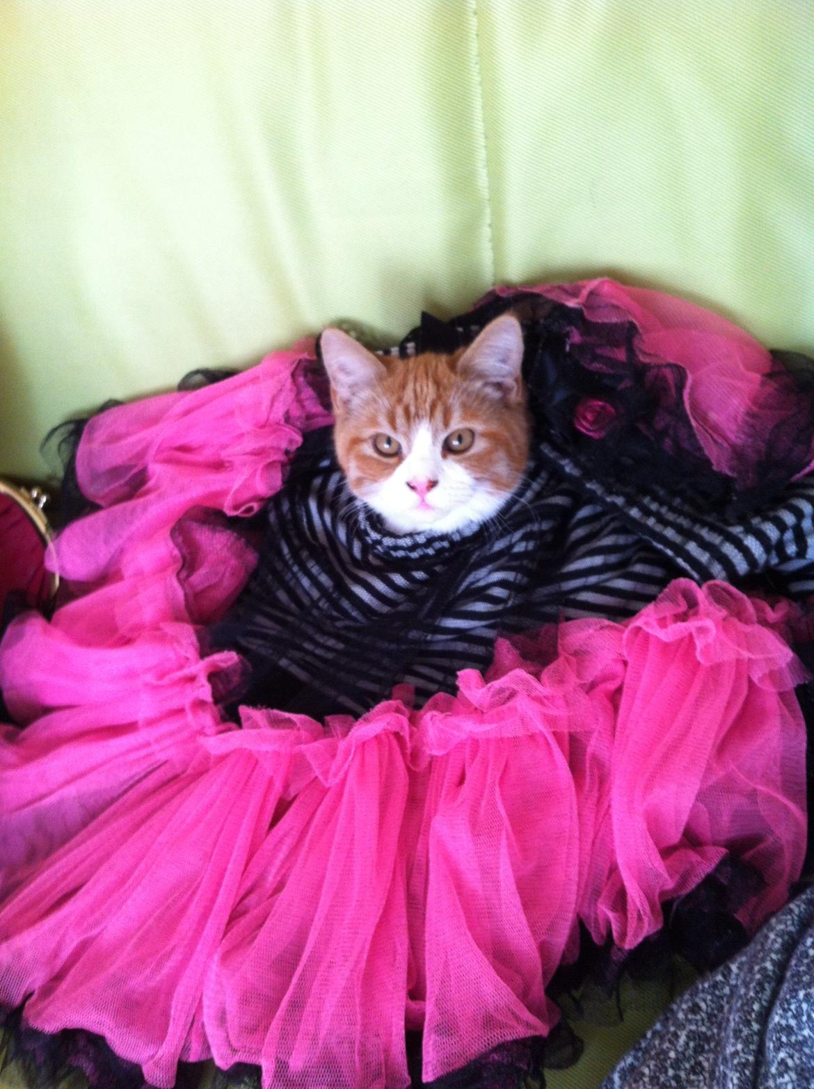 Blanding af racer Mikey billede 5