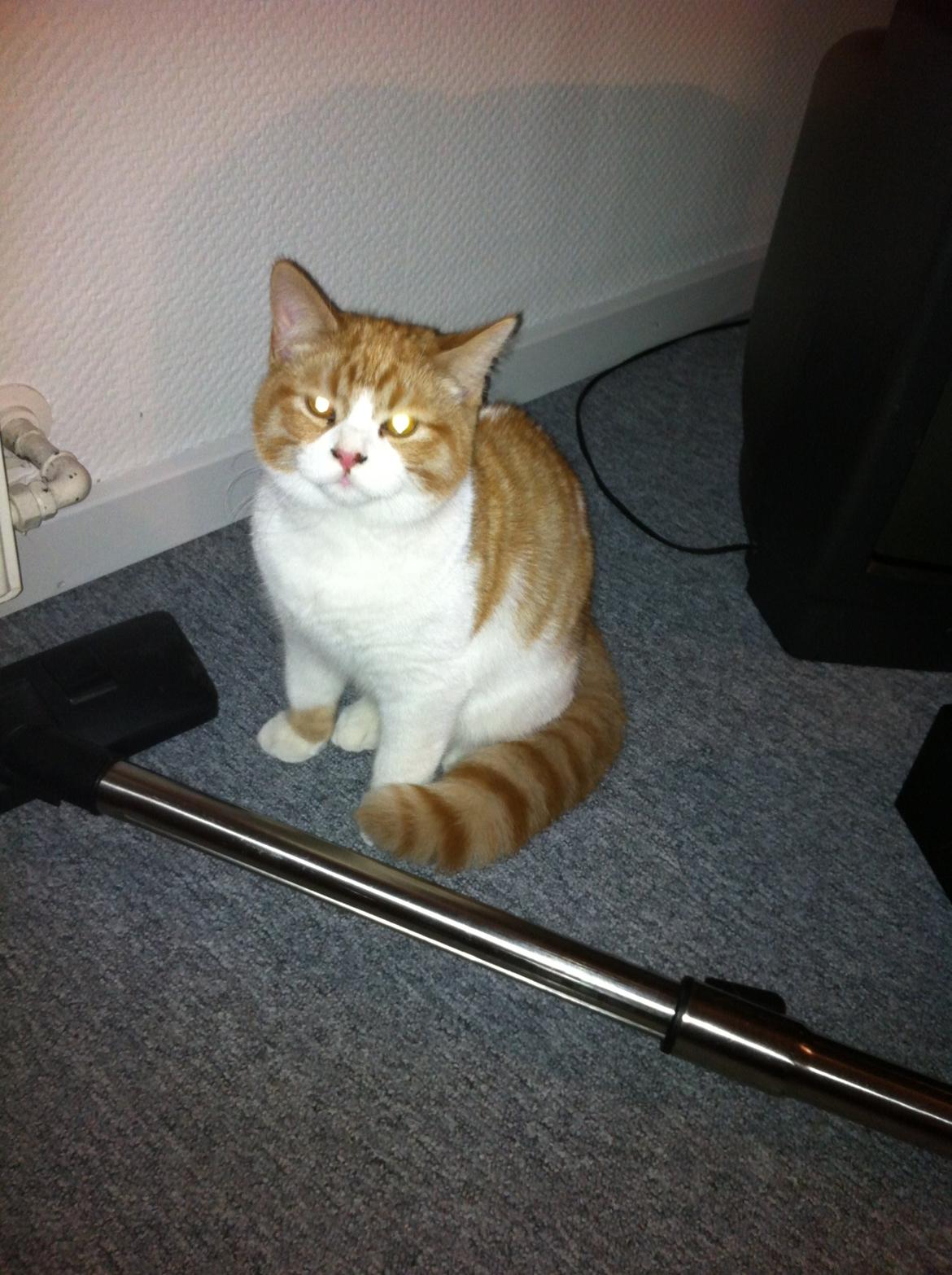 Blanding af racer Mikey billede 6