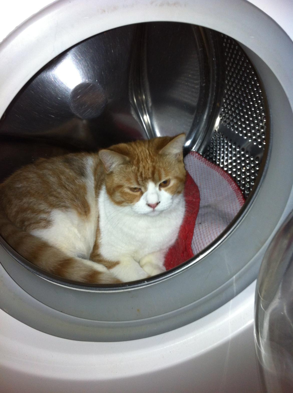 Blanding af racer Mikey billede 8