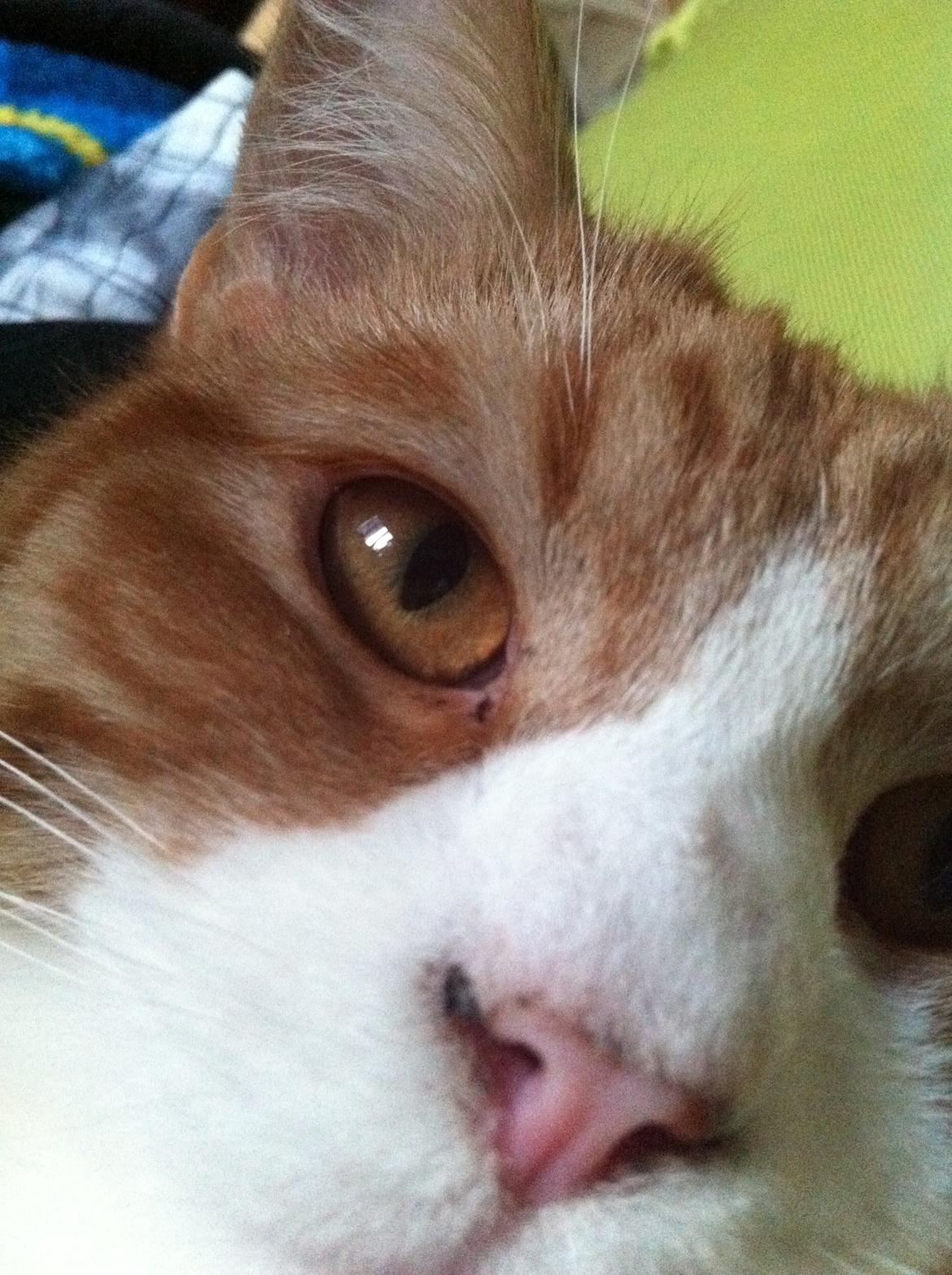 Blanding af racer Mikey billede 9