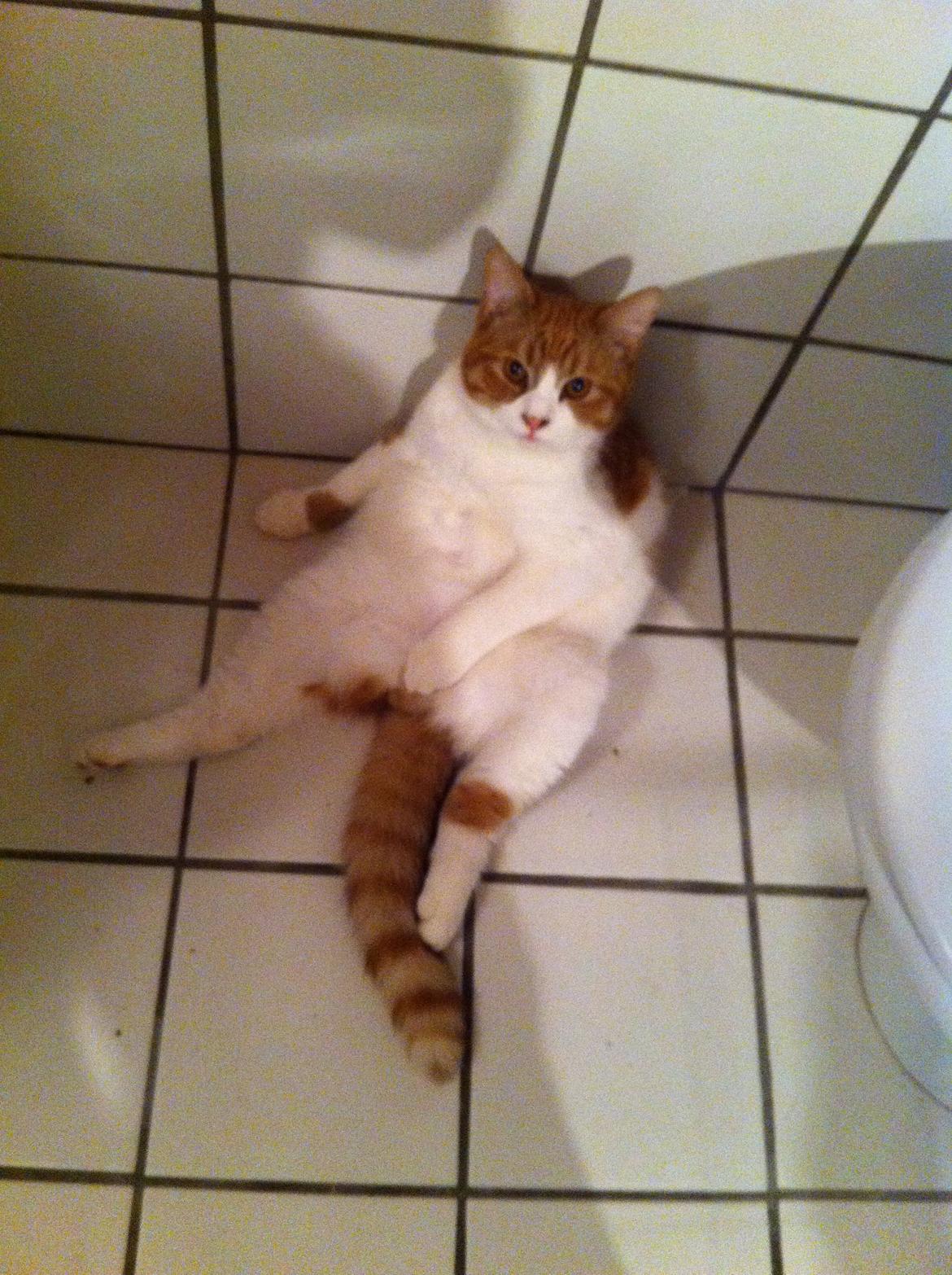 Blanding af racer Mikey billede 10