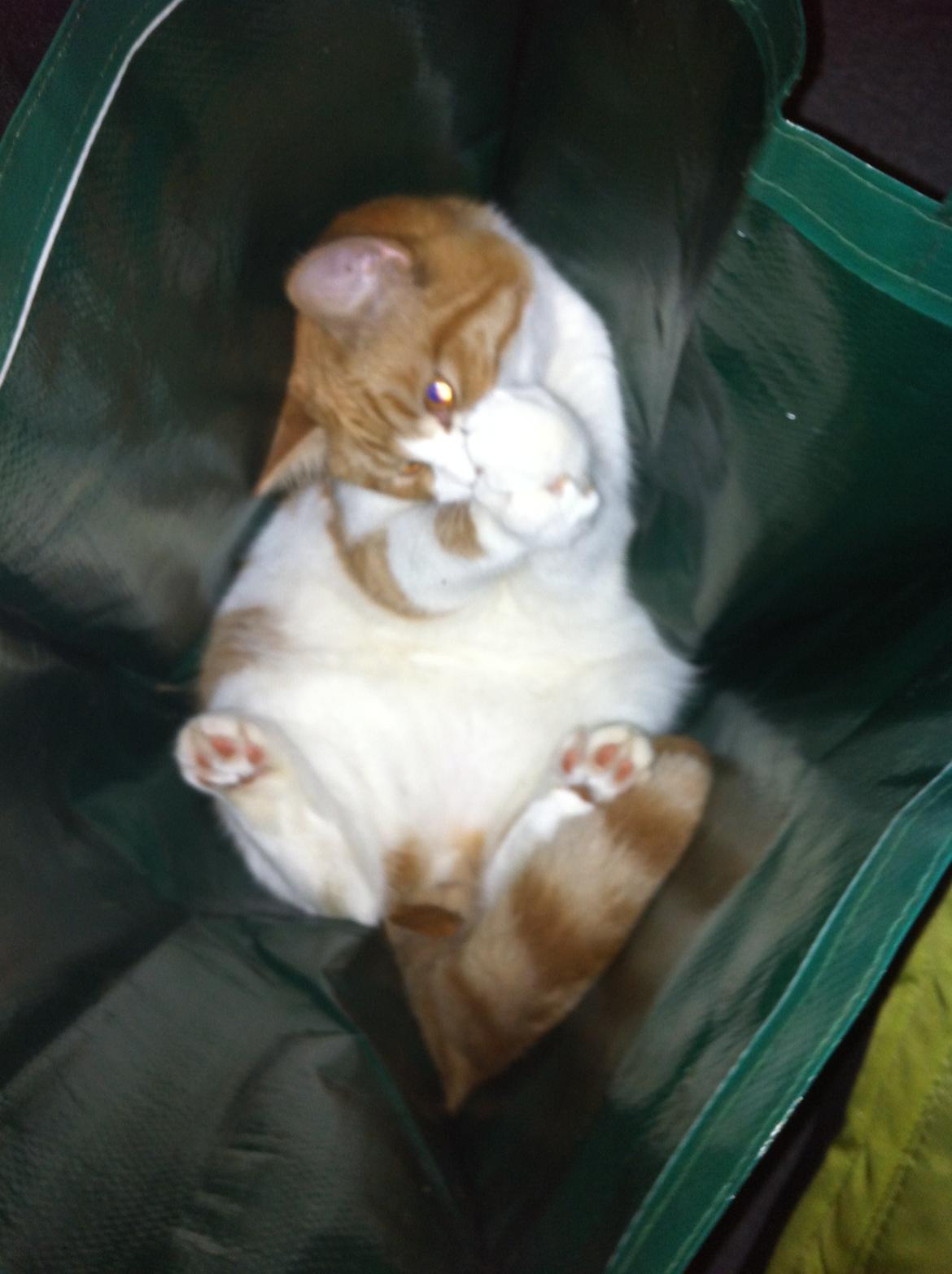 Blanding af racer Mikey billede 11