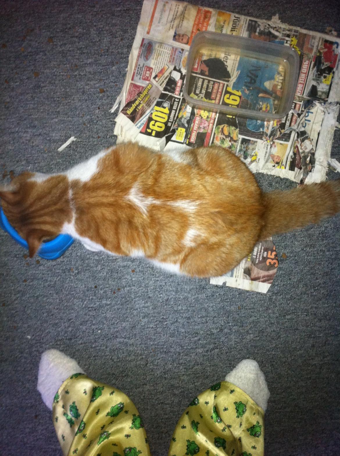 Blanding af racer Mikey billede 12