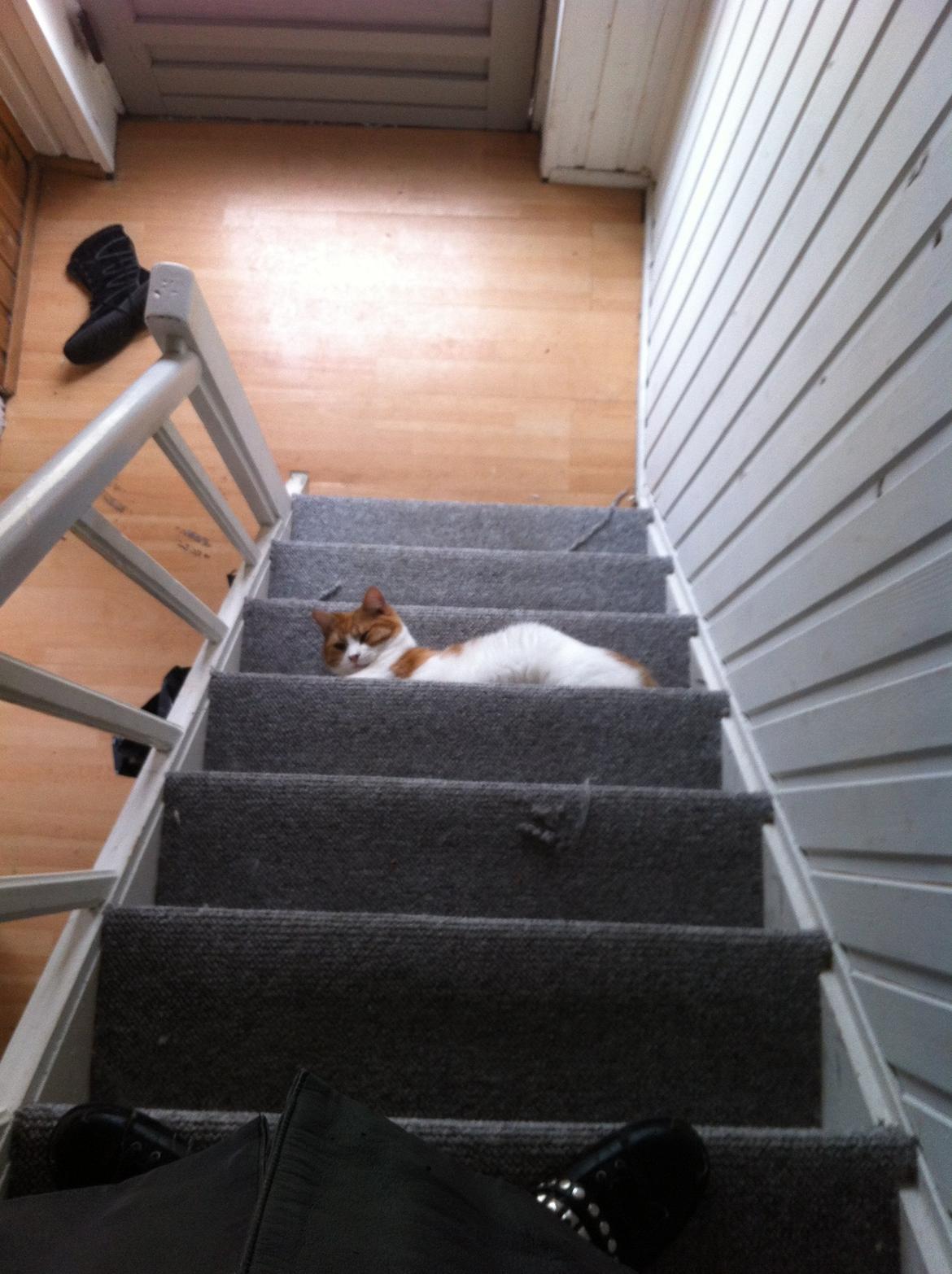 Blanding af racer Mikey billede 13