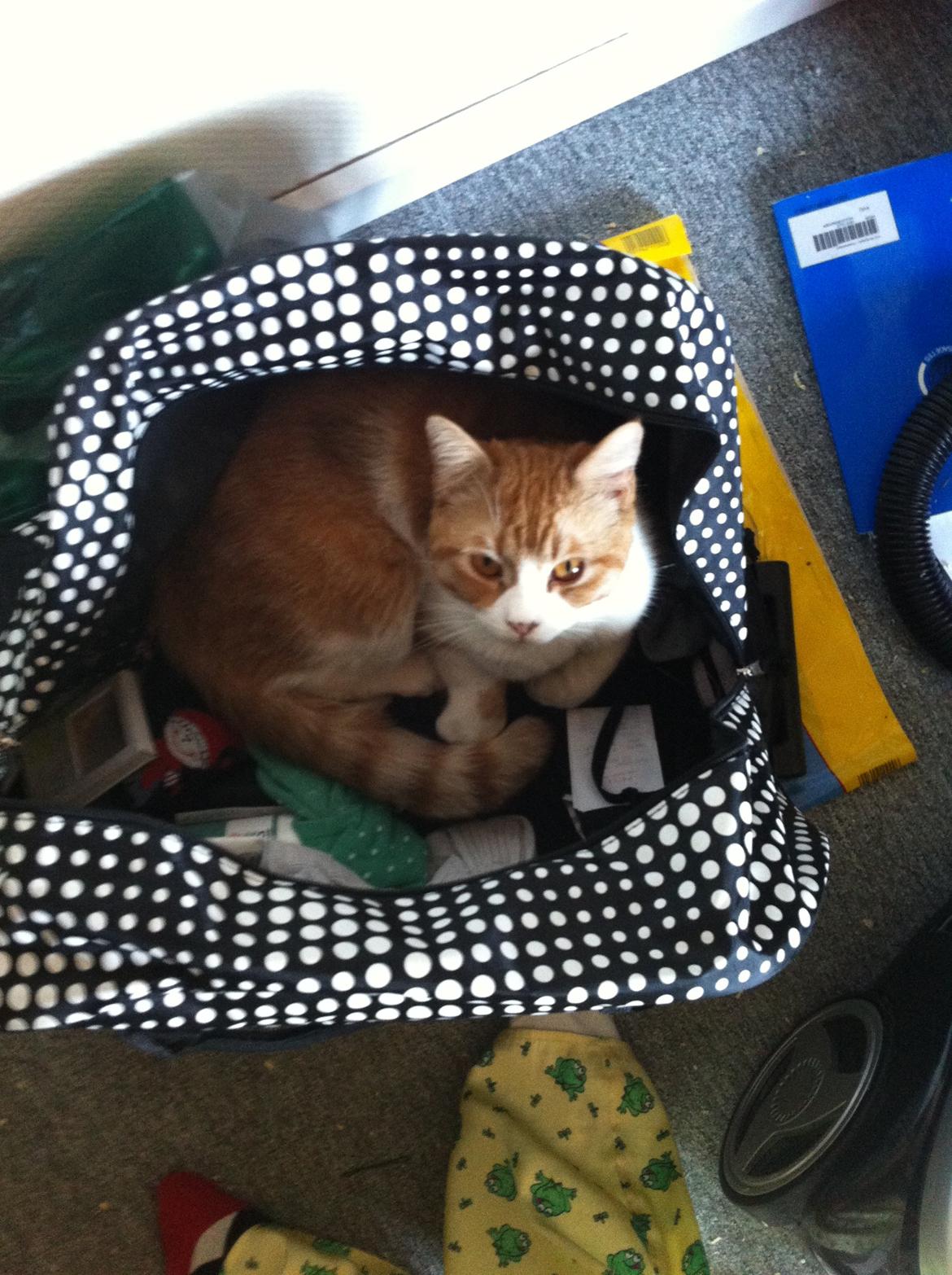 Blanding af racer Mikey billede 14