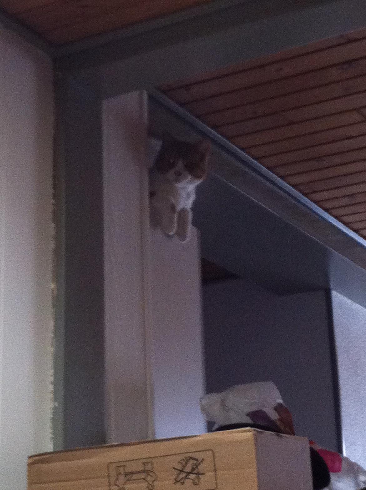 Blanding af racer Mikey billede 15