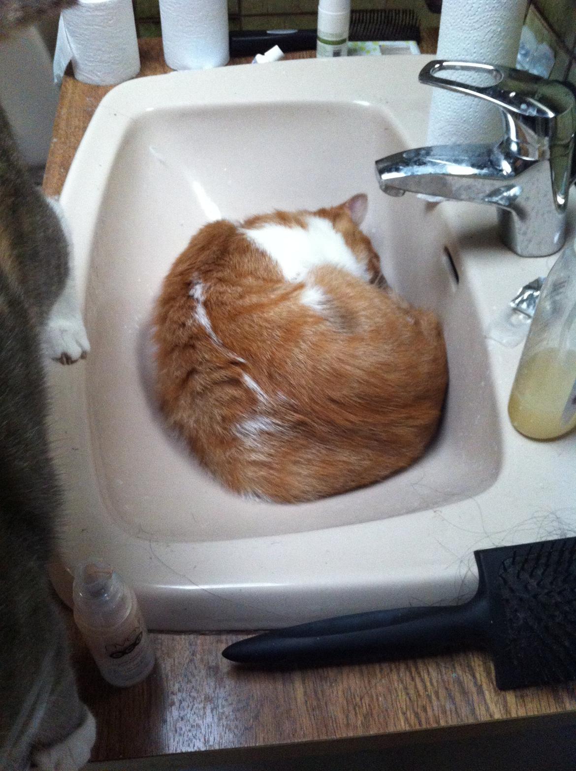 Blanding af racer Mikey billede 16