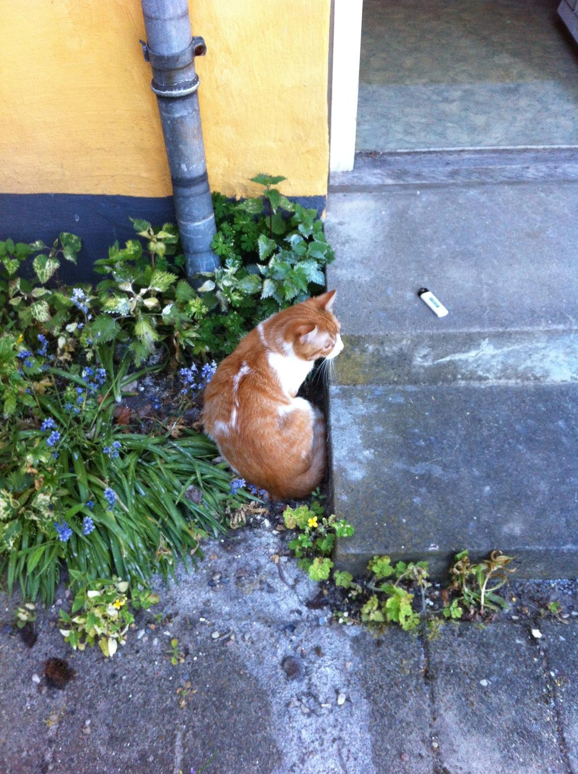 Blanding af racer Mikey billede 17