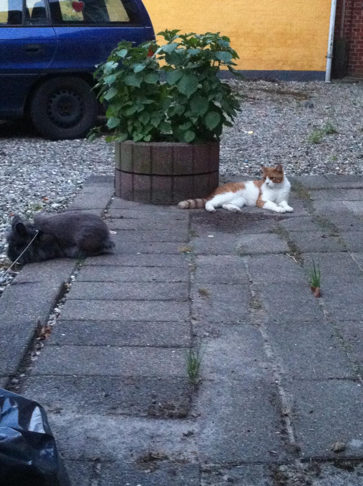 Blanding af racer Mikey billede 18