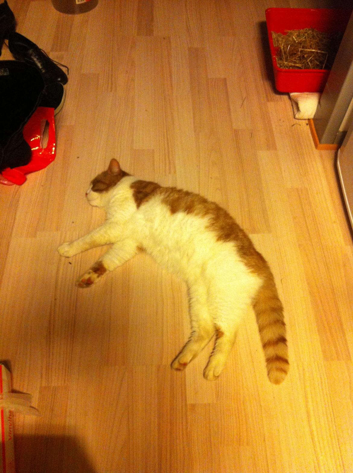 Blanding af racer Mikey billede 19