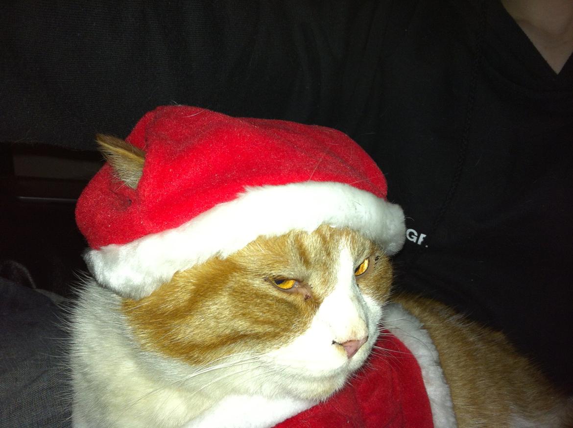 Blanding af racer Mikey billede 20