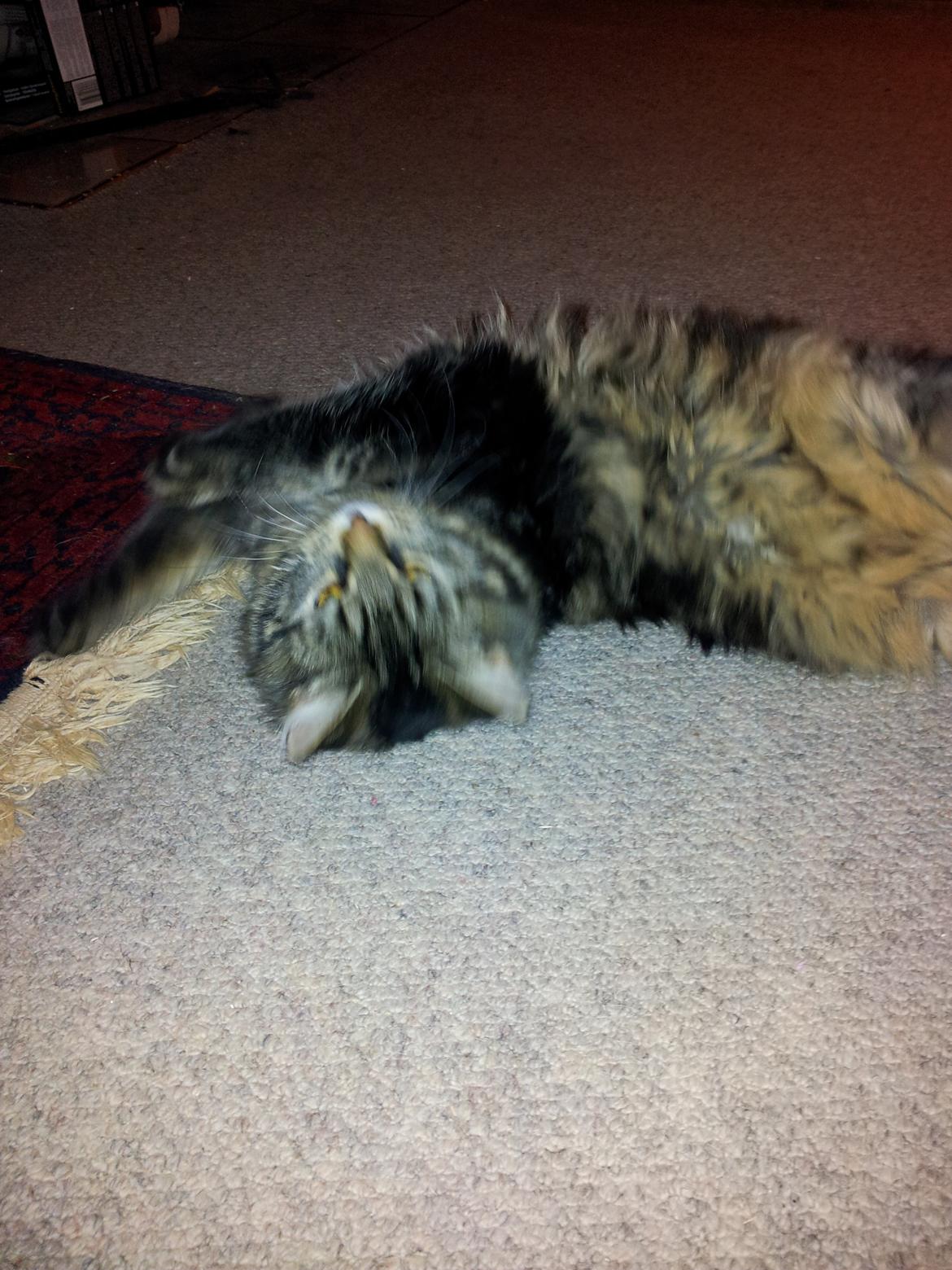 Blanding af racer Anouk billede 12