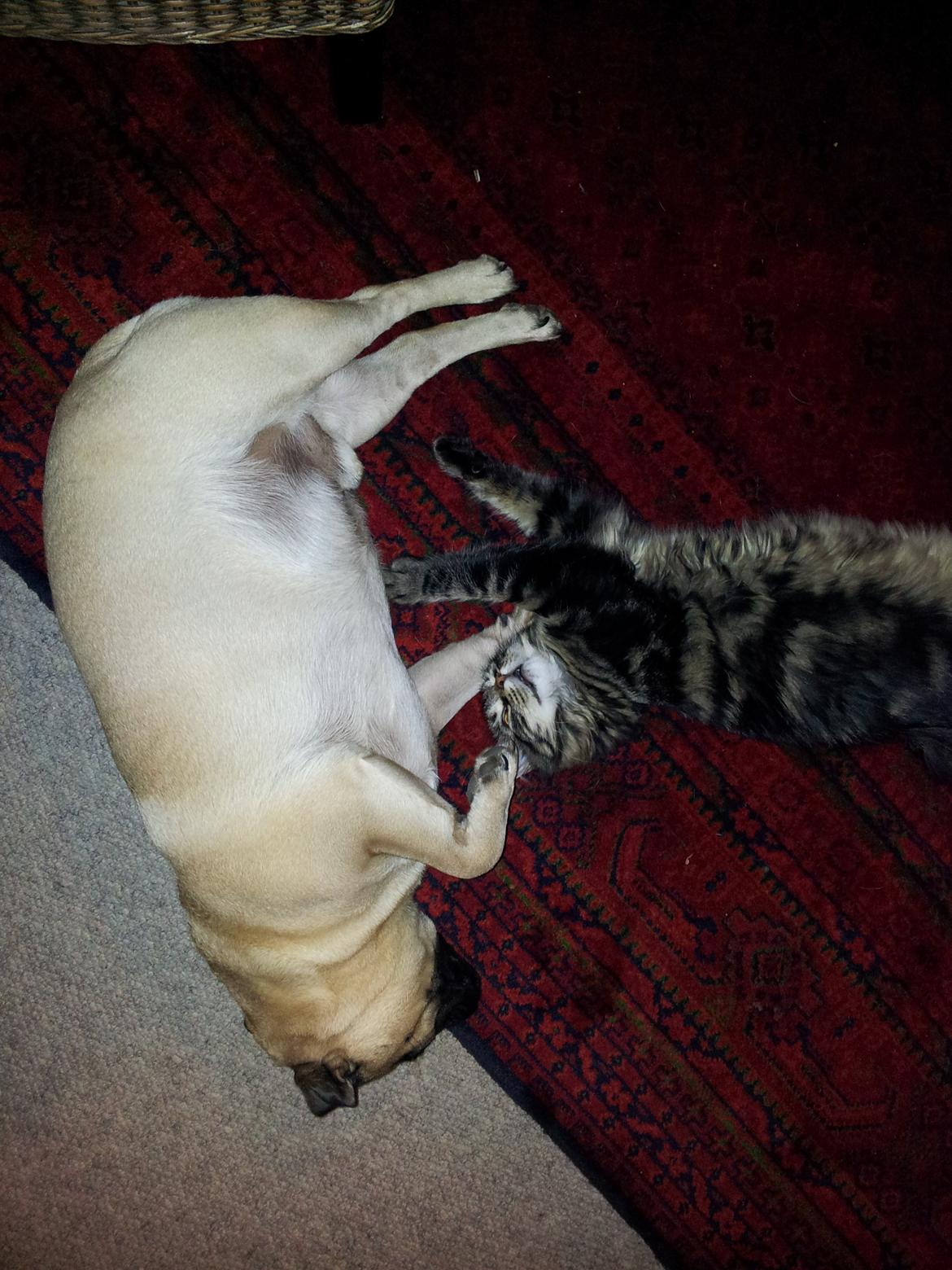 Blanding af racer Anouk billede 13