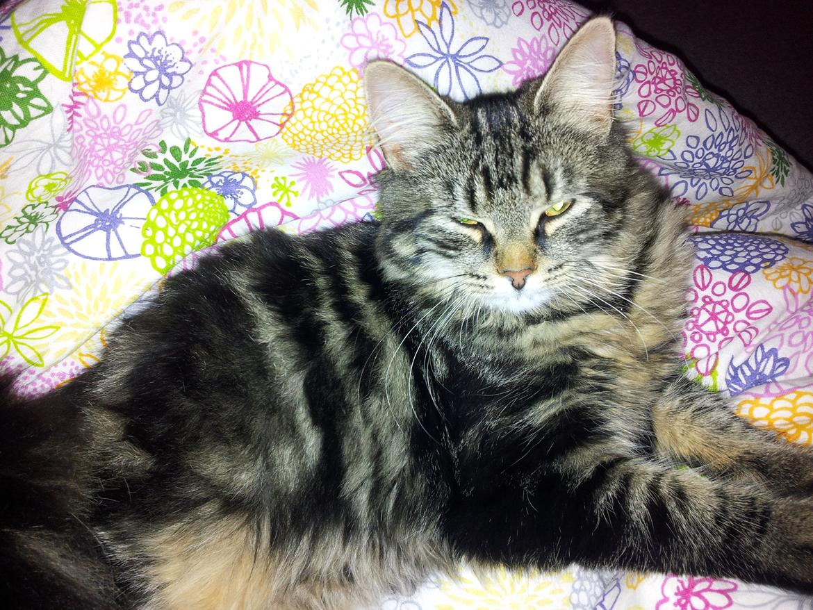 Blanding af racer Anouk billede 14