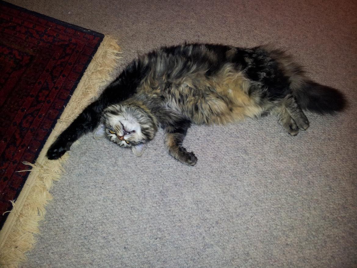 Blanding af racer Anouk billede 16