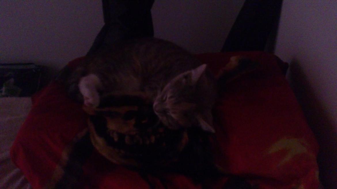 Blanding af racer Ciara billede 1