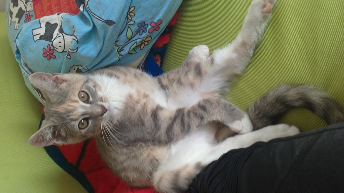 Blanding af racer Ciara billede 3