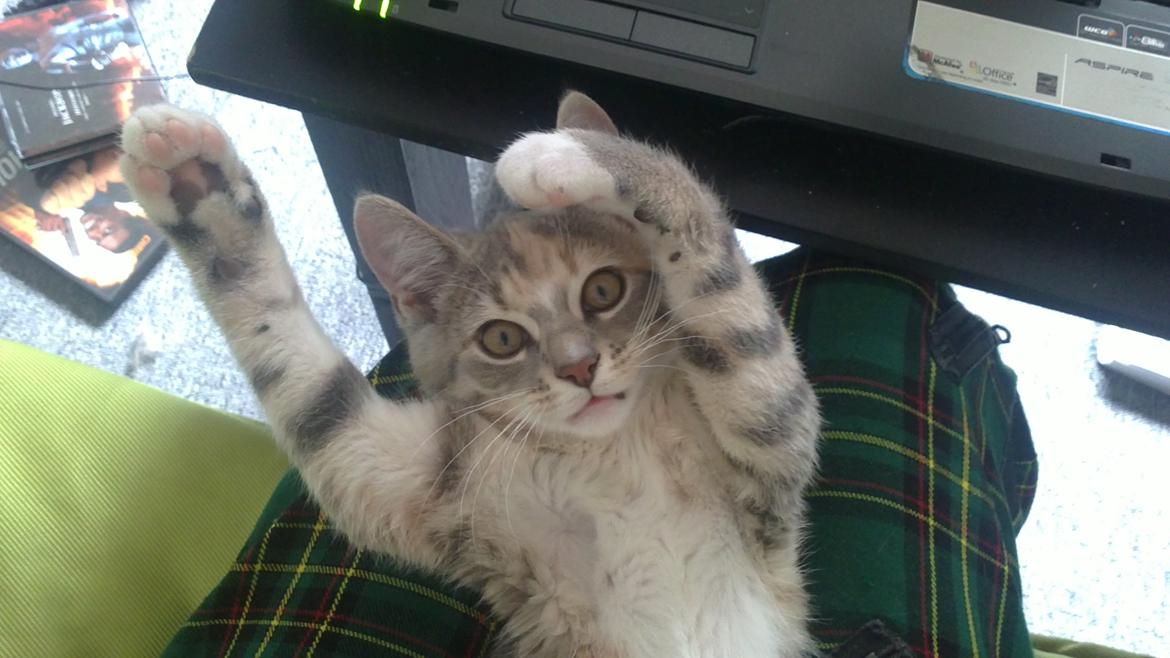 Blanding af racer Ciara billede 4