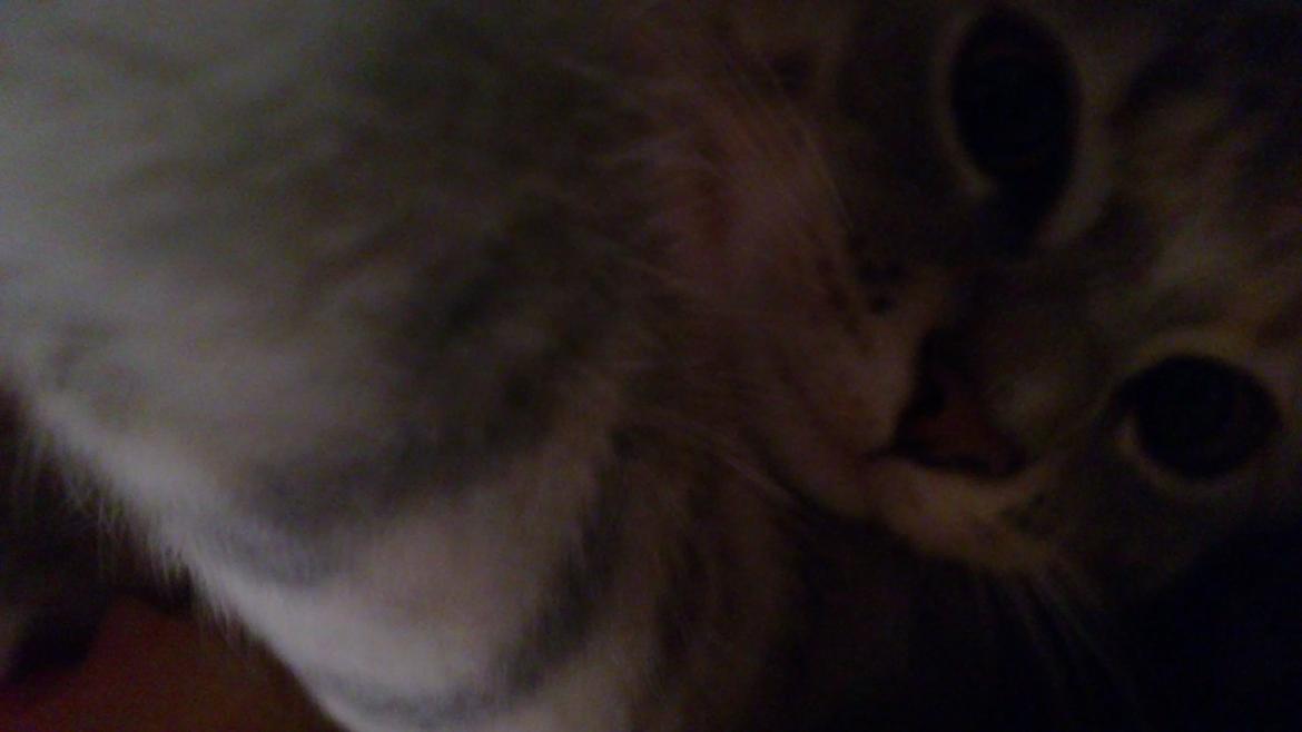 Blanding af racer Ciara billede 5