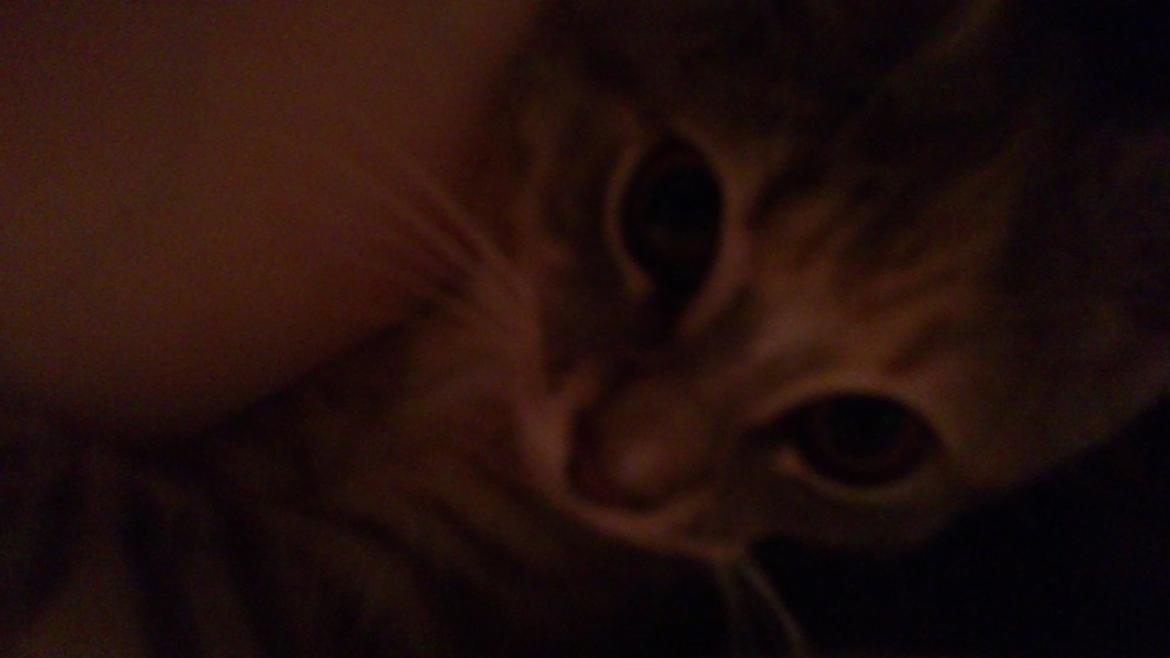 Blanding af racer Ciara billede 6