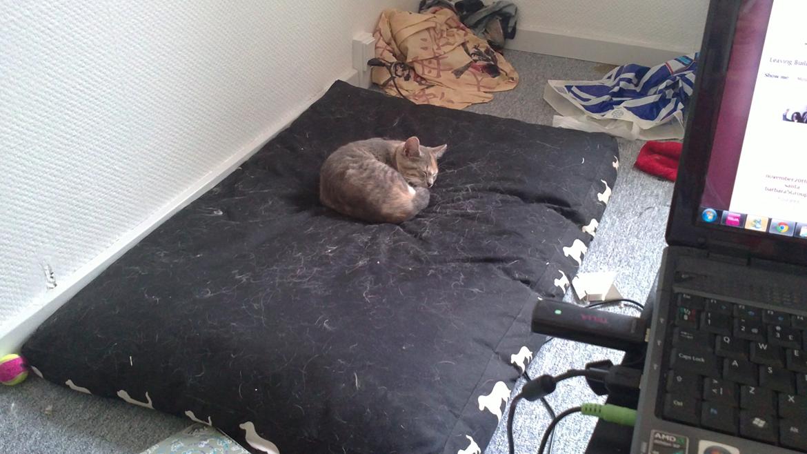 Blanding af racer Ciara billede 7