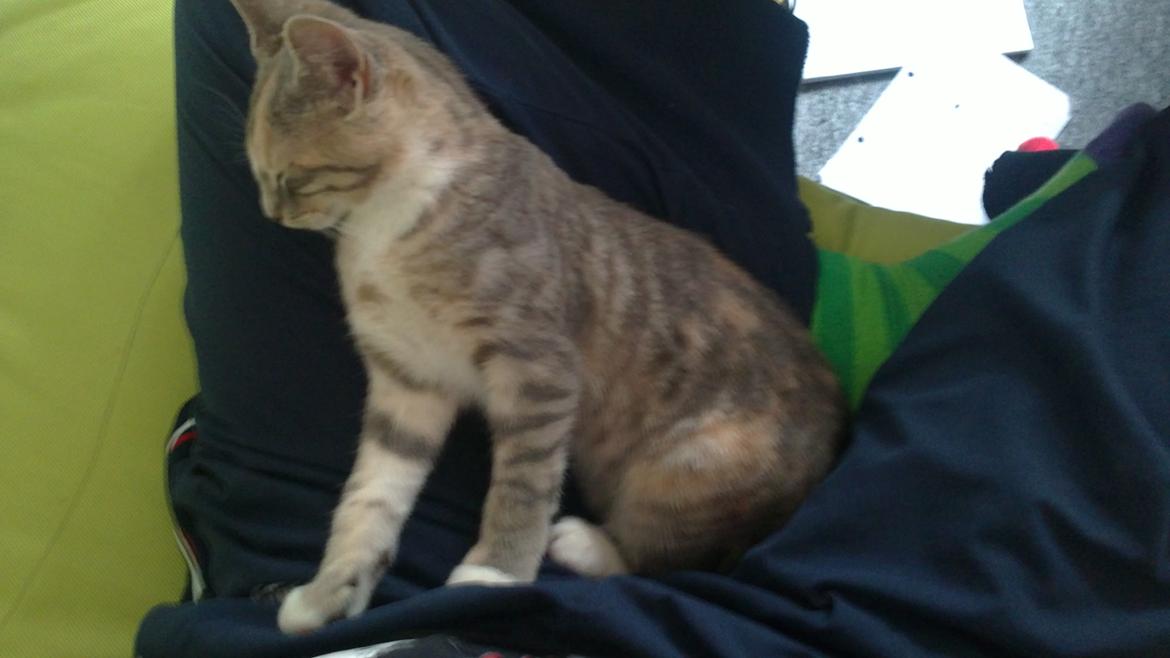 Blanding af racer Ciara billede 8