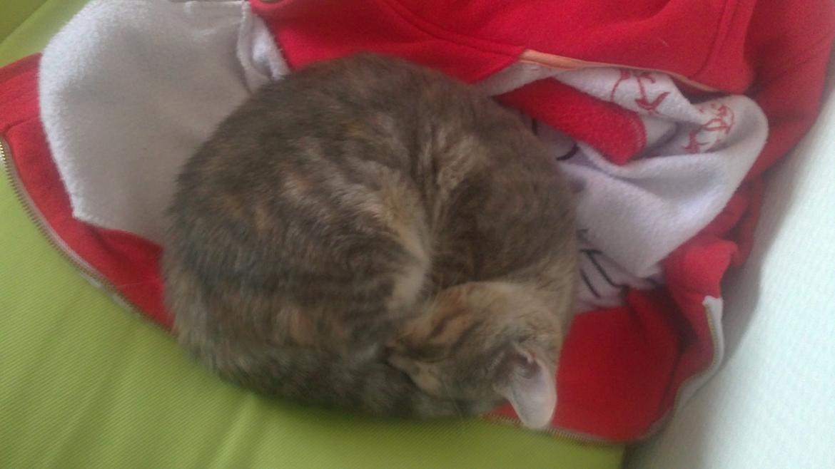 Blanding af racer Ciara billede 9