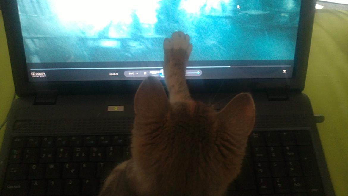 Blanding af racer Ciara billede 10