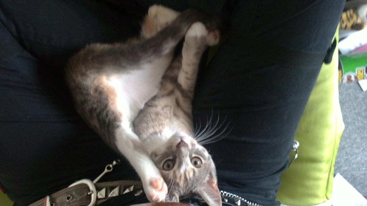 Blanding af racer Ciara billede 11