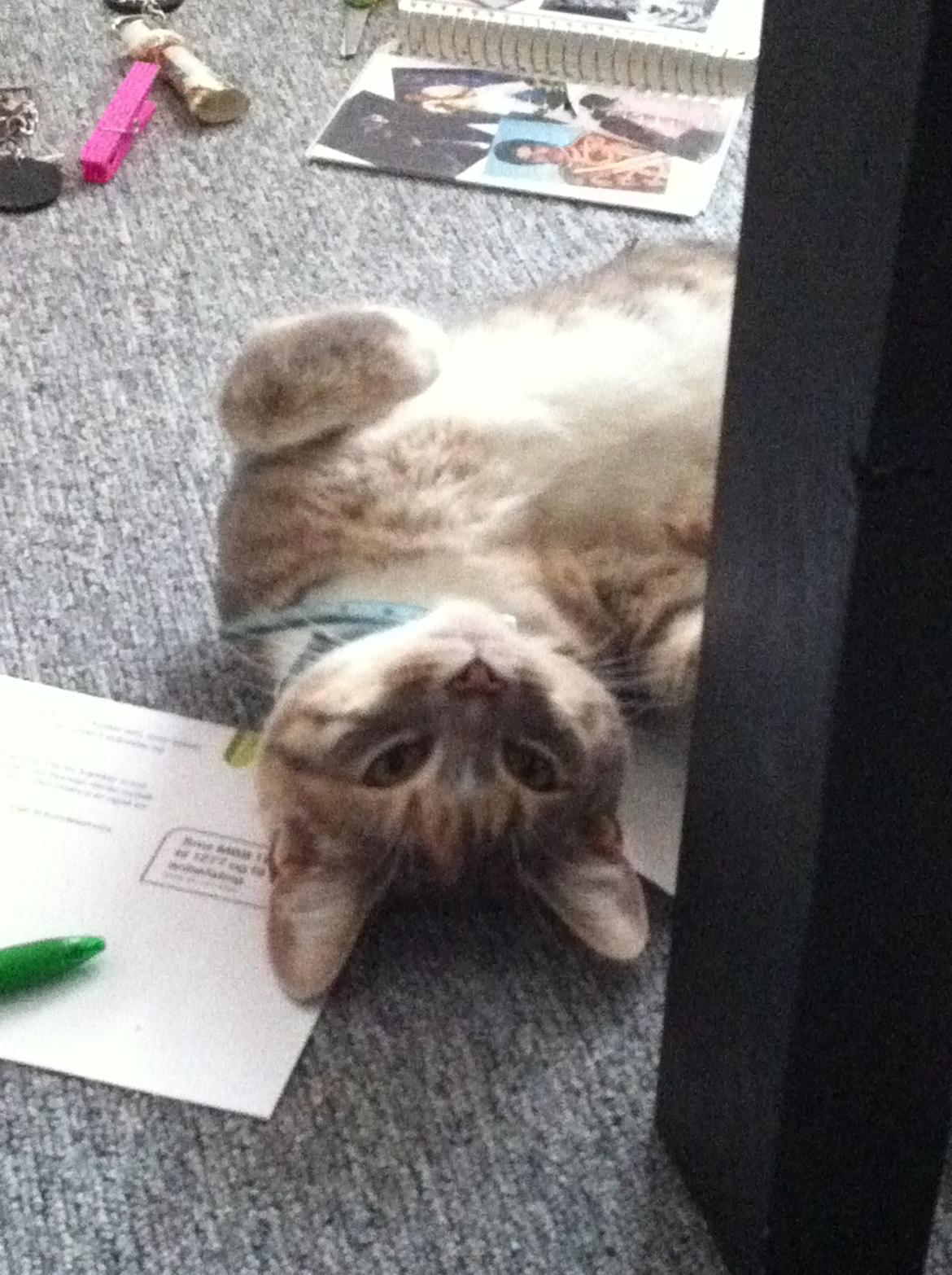 Blanding af racer Ciara billede 12