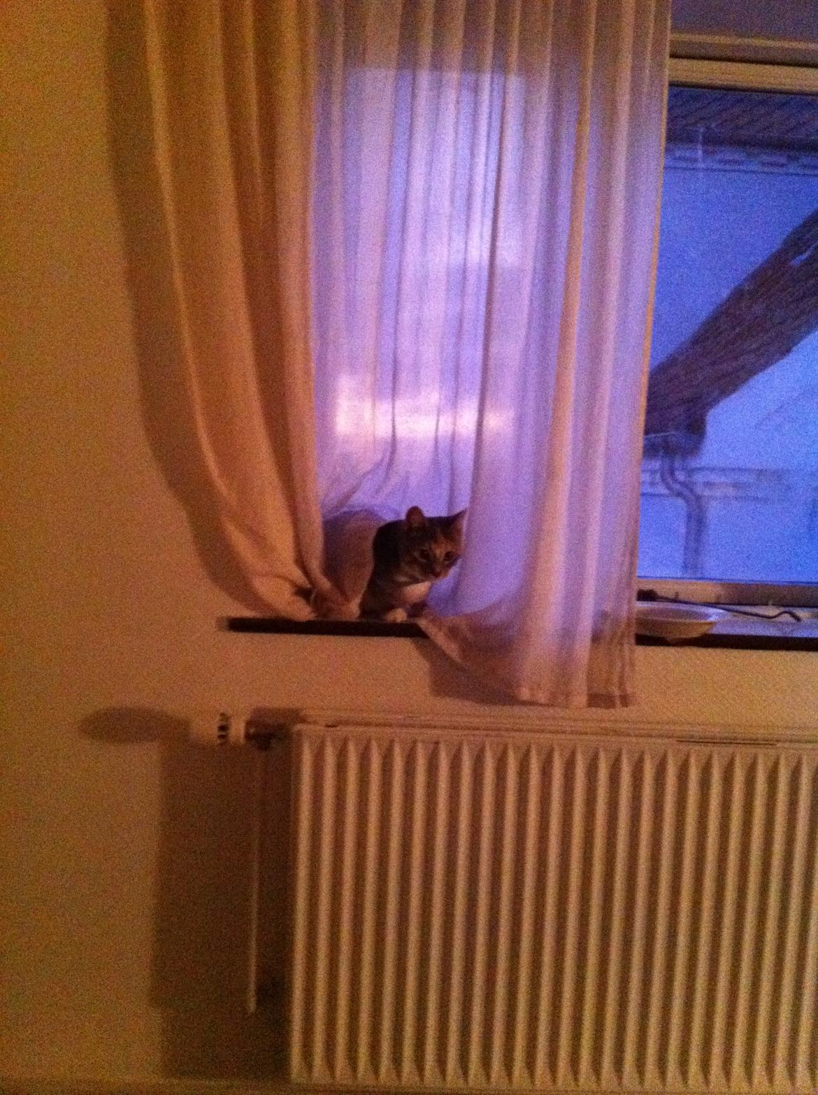 Blanding af racer Ciara billede 13