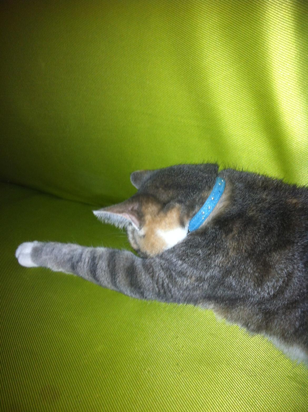 Blanding af racer Ciara billede 14