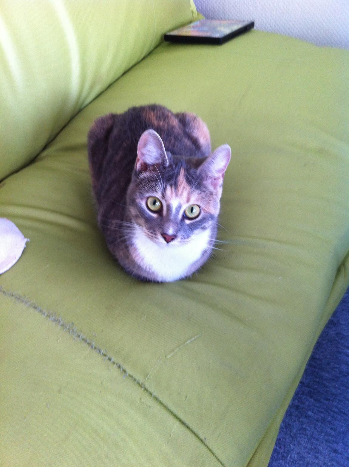 Blanding af racer Ciara billede 15