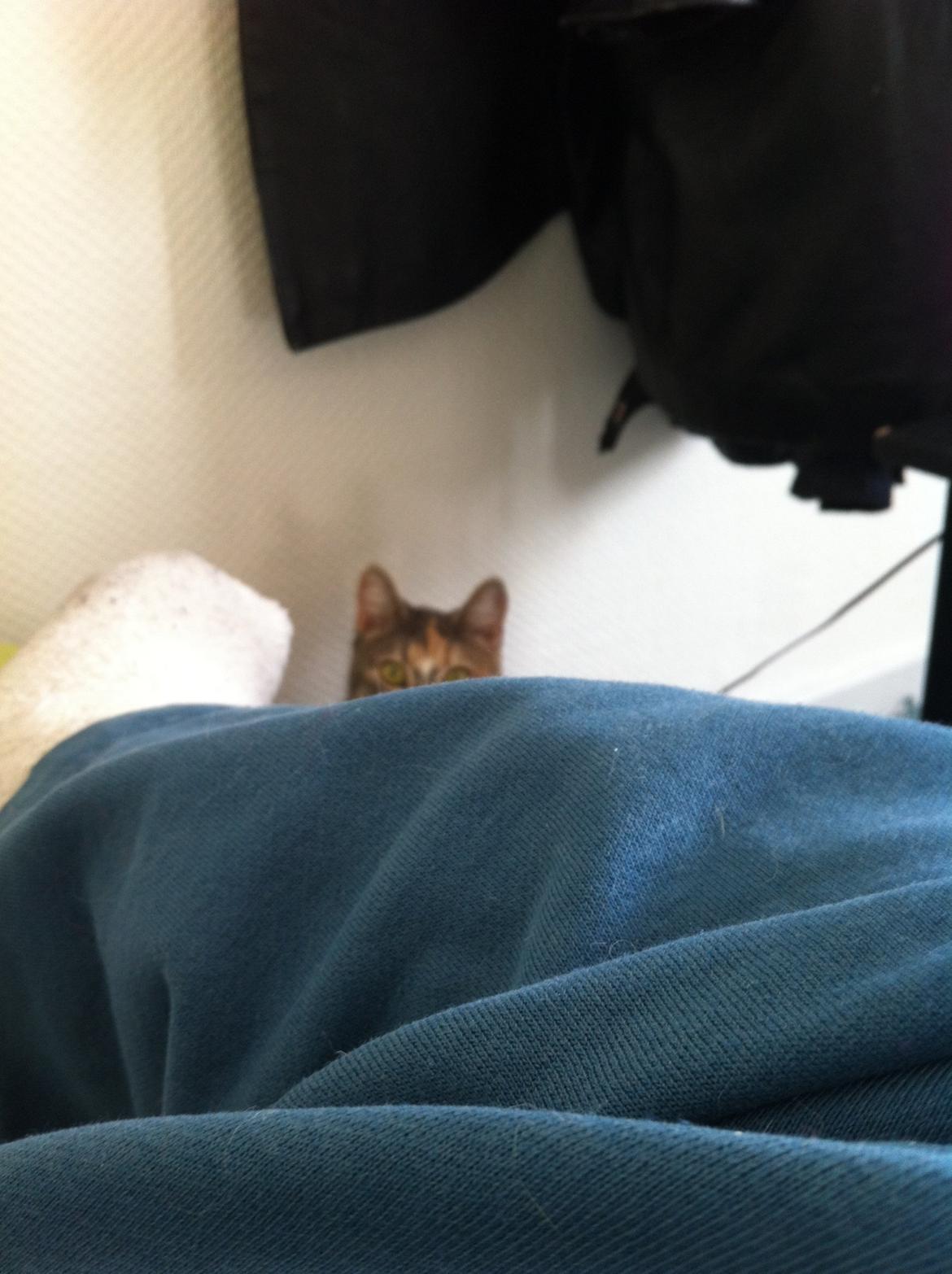 Blanding af racer Ciara billede 16