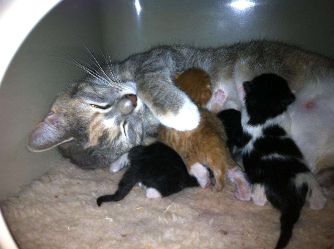 Blanding af racer Ciara billede 17