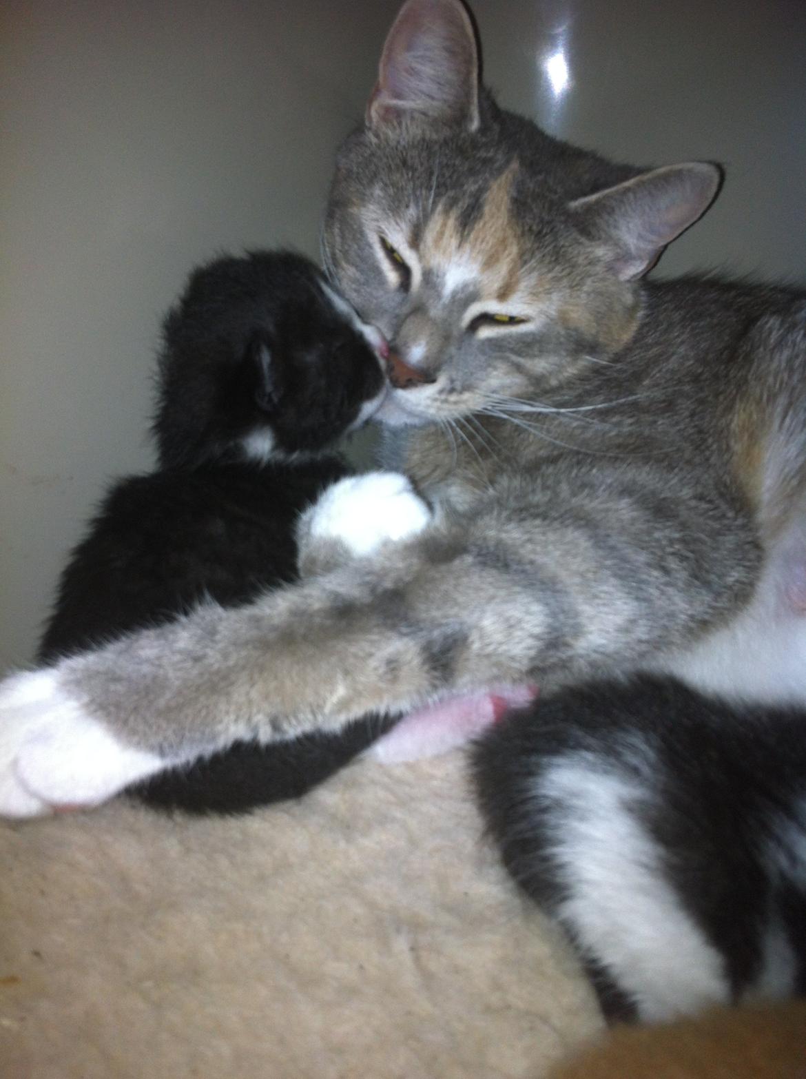 Blanding af racer Ciara billede 18