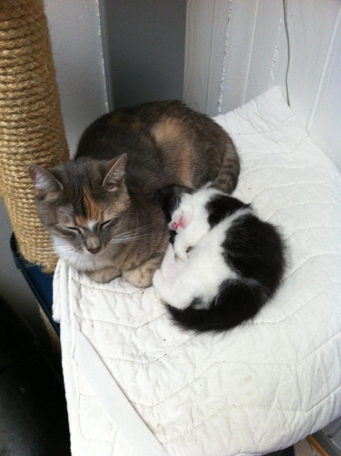 Blanding af racer Ciara billede 19