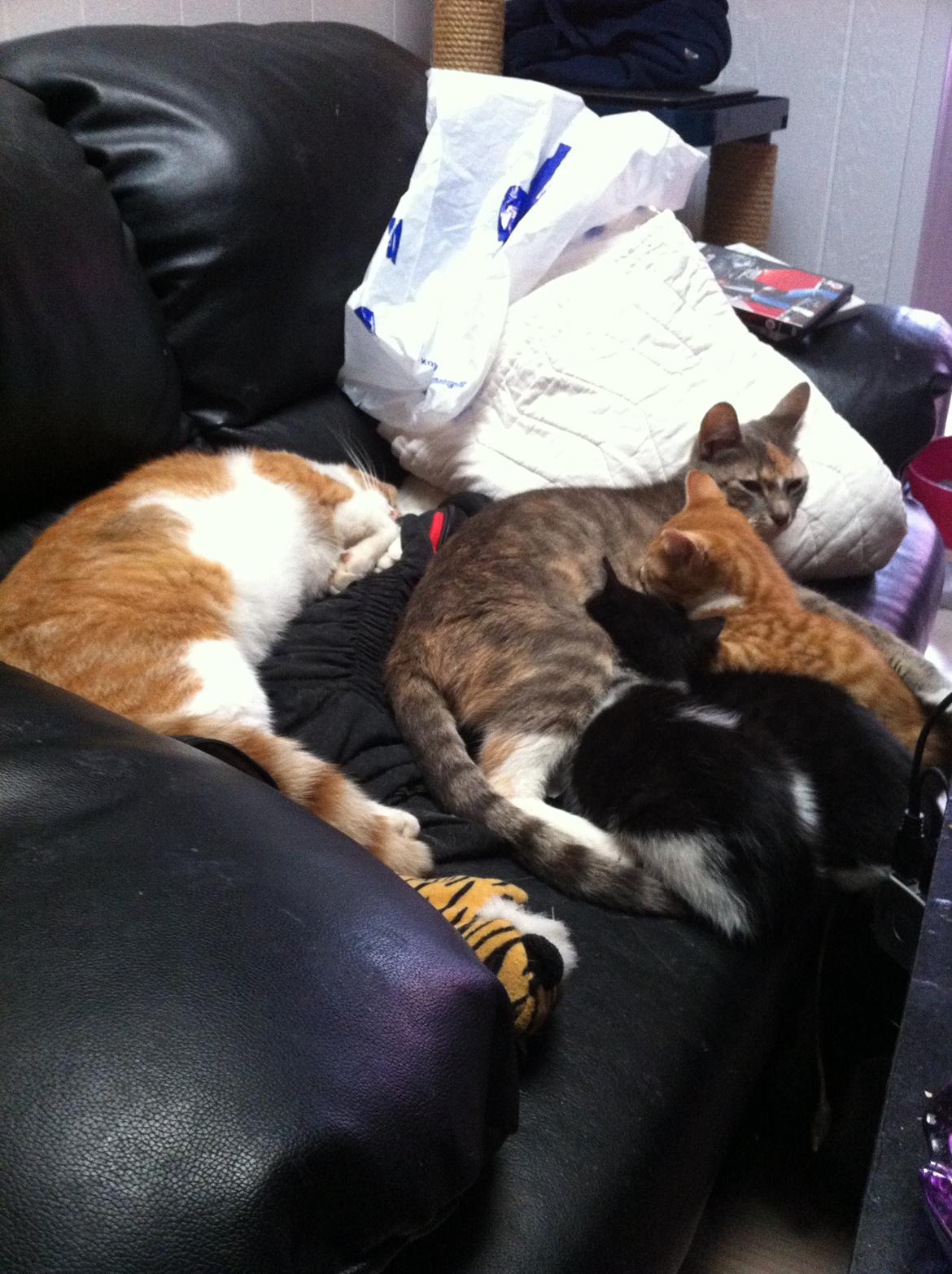 Blanding af racer Ciara billede 20