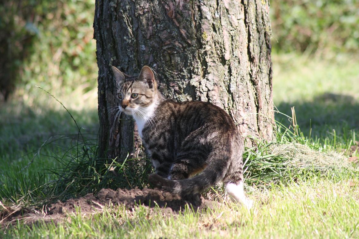 Huskat Mis billede 4