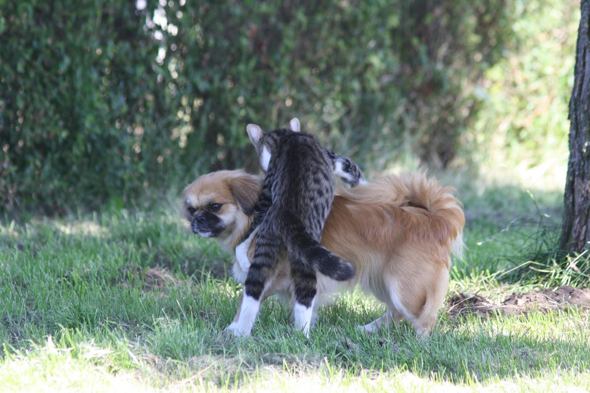 Huskat Mis billede 5