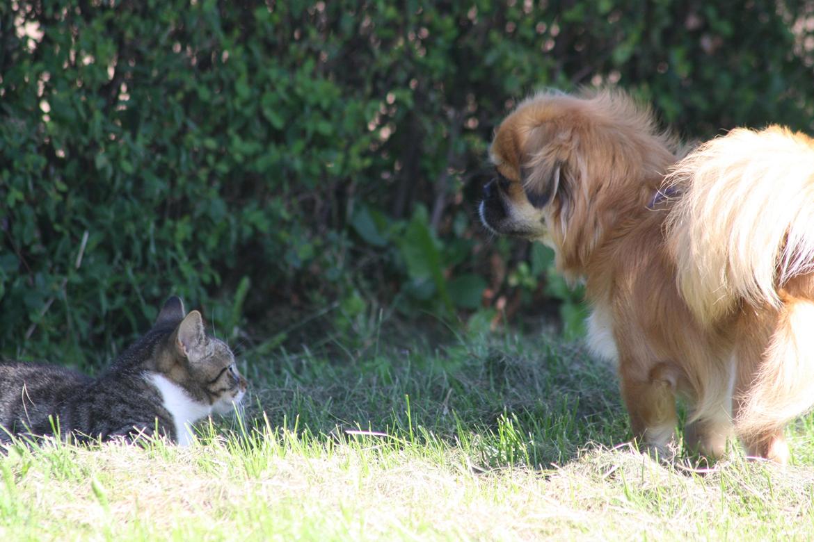 Huskat Mis billede 7