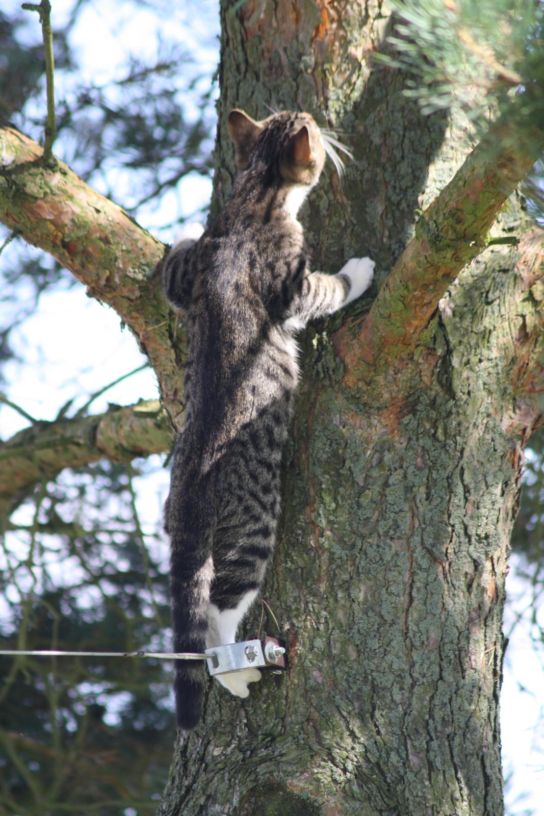 Huskat Mis billede 8