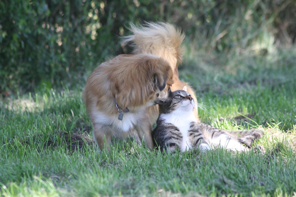 Huskat Mis billede 9